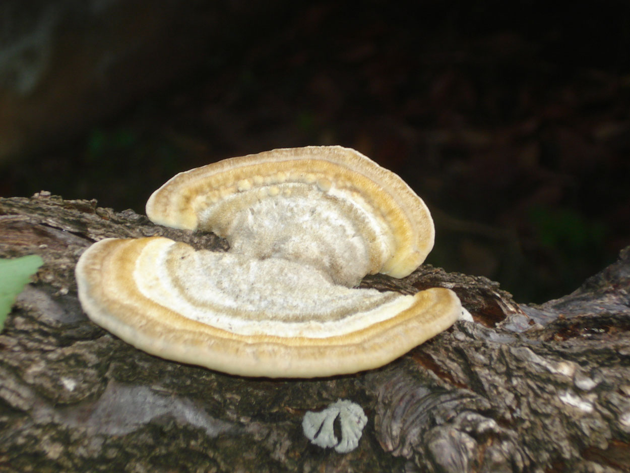 strano fungo (Trametes hirsuta)